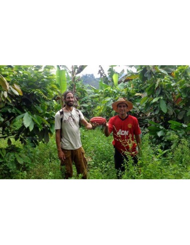 Red Criollo cacao tree (Theobroma cacao) The rarest fruits From southamerica and the caribbean here