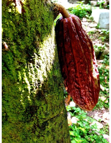 Red Criollo cacao tree (Theobroma cacao) The rarest fruits From southamerica and the caribbean here