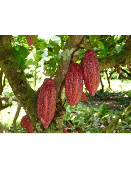 Red Criollo cacao tree (Theobroma cacao) The rarest fruits From southamerica and the caribbean here