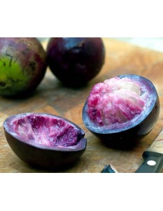 1 Arbolito de Caimito Morado (Chrysophyllum cainito) Star apple, Frutales Muy raros aqui 2