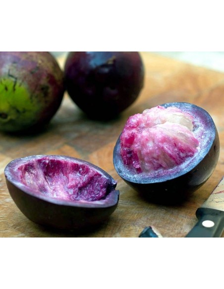 1 Arbolito de Caimito Morado (Chrysophyllum cainito) Star apple, Frutales Muy raros aqui