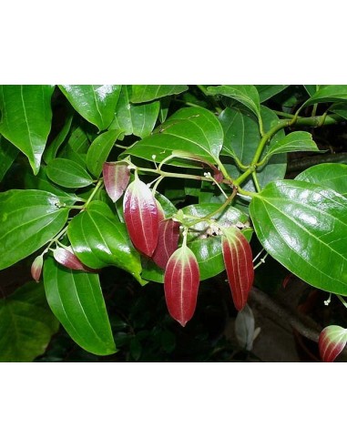 1 Arbolito de Canela (Cinamommum verum) Arbol aromatico y Util para el jardin.