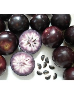 1 Arbolito de Caimito Morado (Chrysophyllum cainito) Star apple, Frutales Muy raros aqui