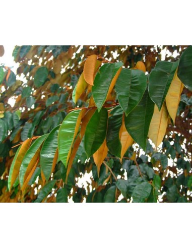 Star-apple or Goldenleaf Tree (Chrysophyllumm cainito) Grafted plants For sale online