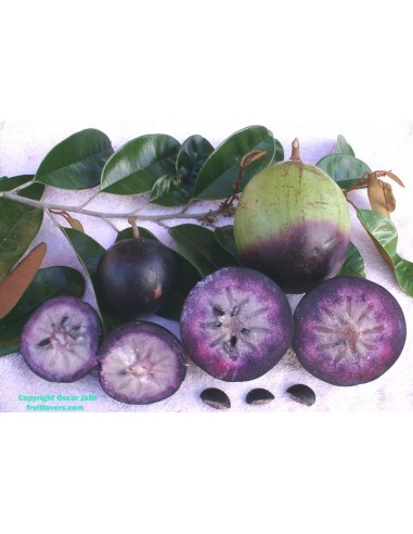 1 Arbolito de Caimito Morado (Chrysophyllum cainito) Star apple, Frutales Muy raros aqui