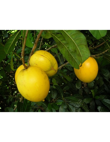 Abiu - Brazilian fruit (Pouteria caimito) Rare tropical fruits