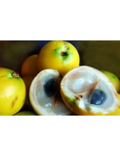 1 Arbolito de Abiu o Caimito amarillo (Pouteria caimito) Aguay Venta en Mexico - Vivero Arboles y frutas exoticas 2