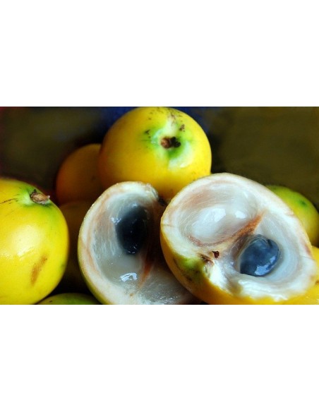 1 Arbolito de Abiu o Caimito amarillo (Pouteria caimito) Aguay Venta en Mexico - Vivero Arboles y frutas exoticas