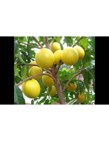Abiu - Brazilian fruit (Pouteria caimito) Rare tropical fruits