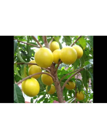 1 Arbolito de Abiu o Caimito amarillo (Pouteria caimito) Aguay Venta en Mexico - Vivero Arboles y frutas exoticas