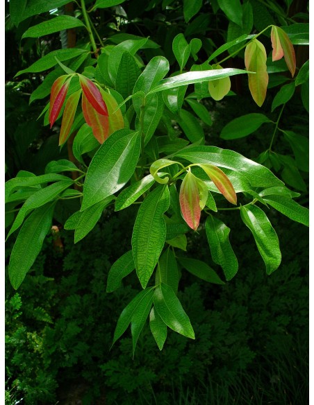 1 Arbolito de Canela (Cinamommum verum) Arbol aromatico y Util para el jardin.