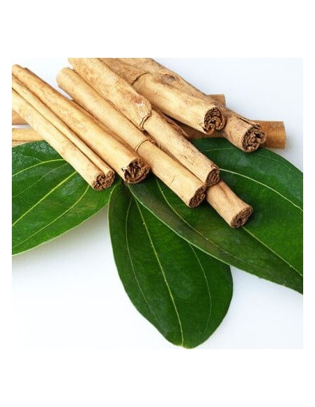 1 Arbolito de Canela (Cinamommum verum) Arbol aromatico y Util para el jardin.