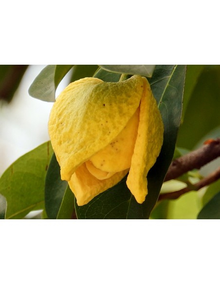 Soursop fruit (Annona muricata) Rare tropical fruit Trees, Mexican nursery We ship worldwide