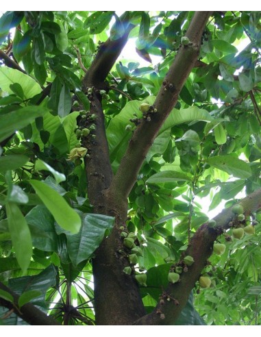Soursop fruit (Annona muricata) Rare tropical fruit Trees, Mexican nursery We ship worldwide