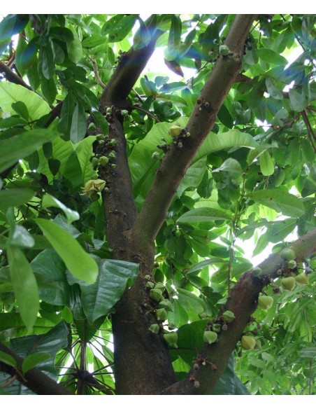 1 Arbolito de Guanabana (Annona muricata) Graviola, Ani cancer, Venta en Mexico. Comprar Aqui
