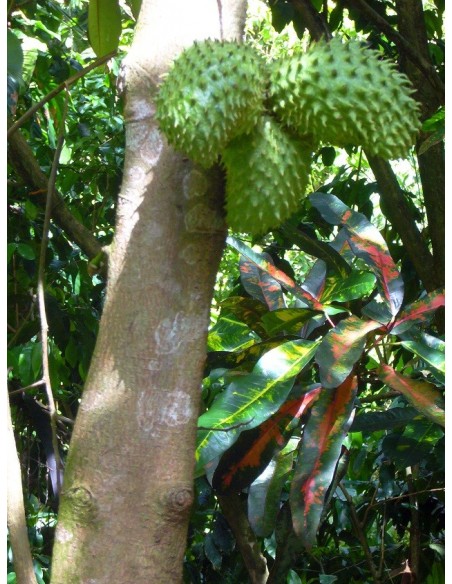Soursop fruit (Annona muricata) Rare tropical fruit Trees, Mexican nursery We ship worldwide