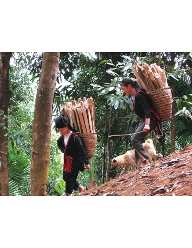 1 Cinnamon tree Live plant (Cinamomum zeylanicum) Wow amazing tree