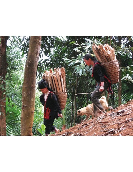 1 Cinnamon tree Live plant (Cinamomum zeylanicum) Wow amazing tree