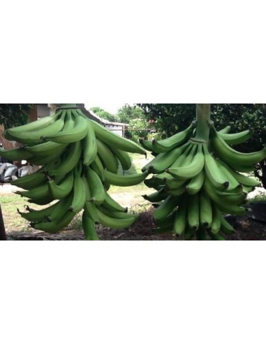 1 Planta de Platano Macho (Musa x balbisiana) Donde comprar Platano para cocinar