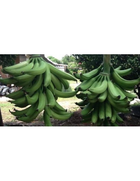 Cooking banana (Musa x paradisiaca) ''Macho'' Mexican cultivar - Banana rare plants On sale