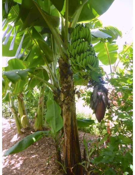 1 Planta de Platano Macho (Musa x balbisiana) Donde comprar Platano para cocinar
