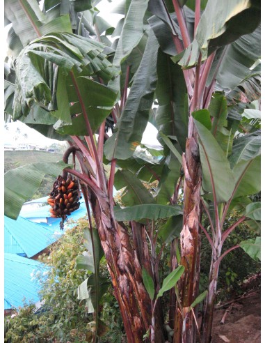 Planta de Platano Morado (Musa acuminata AAA) Bananas, platano, Compra en Mexico venta