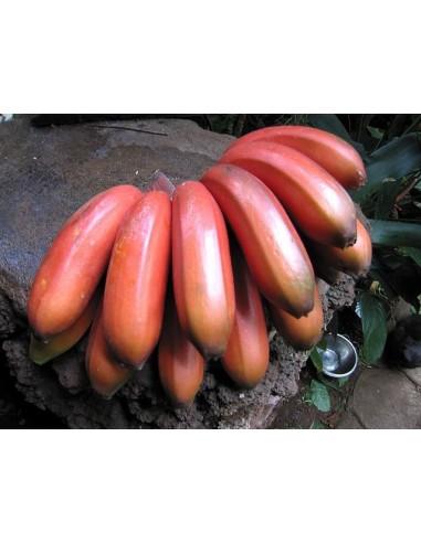 Red Banana AAA Group - Plants for sale - Buy here The rarest Plants from Mexico