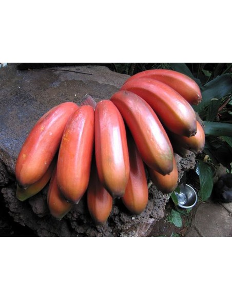 Planta de Platano Morado (Musa acuminata AAA) Bananas, platano, Compra en Mexico venta