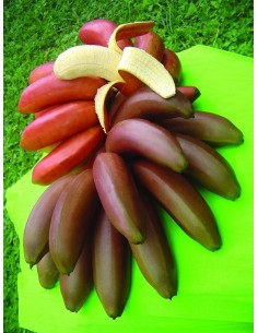 Planta de Platano Morado (Musa acuminata AAA) Bananas, platano, Compra en Mexico venta