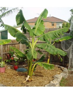 Cavendish banana (Musa Cavendishii) Rarest Native plants From south america HERE 2