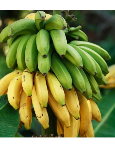 Cavendish banana (Musa Cavendishii) Rarest Native plants From south america HERE