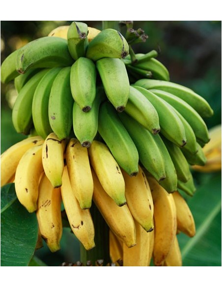 1 Planta de Platano Tabasco (Musa cavendishii) Chiquita banana - Compra en Mexico arboles