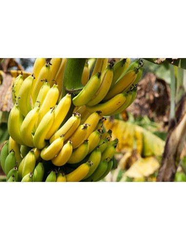 Cavendish banana (Musa Cavendishii) Rarest Native plants From south america HERE