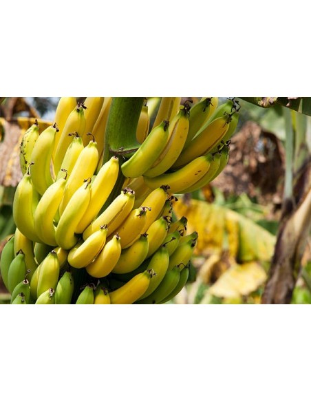 1 Planta de Platano Tabasco (Musa cavendishii) Chiquita banana - Compra en Mexico arboles