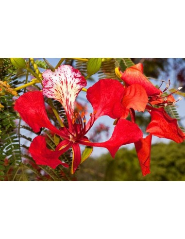 Royal poinciana tree (Delonix regia) The Greenss shop CO. The best Mexican Plant nursery