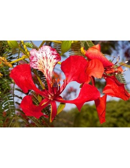 Royal poinciana tree (Delonix regia) The Greenss shop CO. The best Mexican Plant nursery
