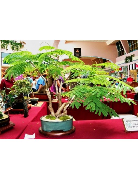 Royal poinciana tree (Delonix regia) The Greenss shop CO. The best Mexican Plant nursery