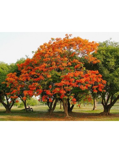 1 Arblito de Flamboyant Rojo (Delonix regia) Framboyan, Ponciana, Comprar aqui En Mexico