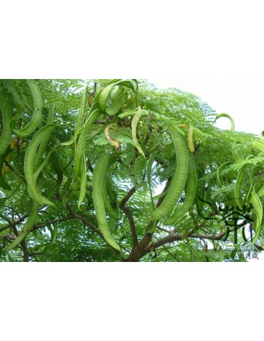 Royal poinciana tree (Delonix regia) The Greenss shop CO. The best Mexican Plant nursery