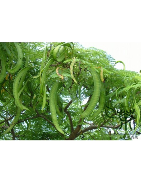 1 Arblito de Flamboyant Rojo (Delonix regia) Framboyan, Ponciana, Comprar aqui En Mexico