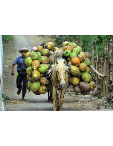 1 Palma de Coco Enano Malayo (Cocos nucifera) Cocotera, cocotero, Venta de Planta de vivero Comprar