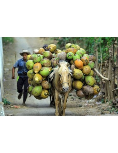Malayan Coconut Palm (Cocos nucifera) Live Palm - Rare arecaceae For sale here