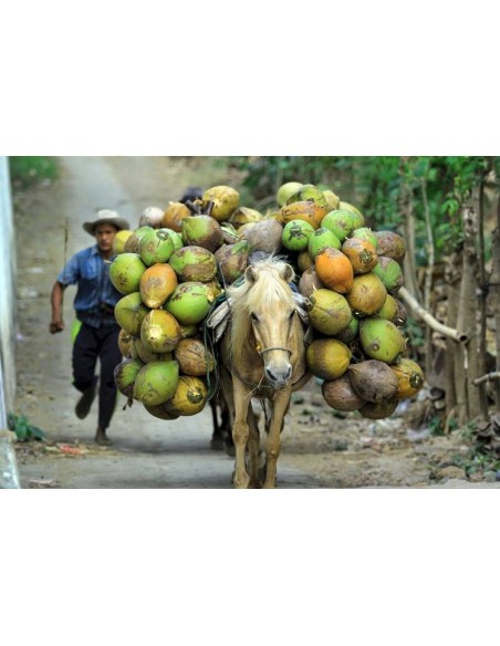 1 Palma de Coco Enano Malayo (Cocos nucifera) Cocotera, cocotero, Venta de Planta de vivero Comprar