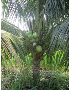 1 Palma de Coco Enano Malayo (Cocos nucifera) Cocotera, cocotero, Venta de Planta de vivero Comprar