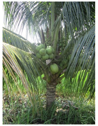 1 Palma de Coco Enano Malayo (Cocos nucifera) Cocotera, cocotero, Venta de Planta de vivero Comprar