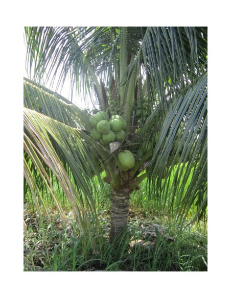 1 Palma de Coco Enano Malayo (Cocos nucifera) Cocotera, cocotero, Venta de Planta de vivero Comprar