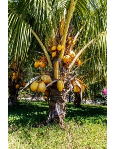 Cocotero Dorado (Cocos nucifera) 1 Palma en Venta - Comprar cocos Para sembrar en Mexico