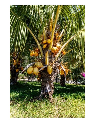 Golden Malayan Coconut Palm (Cocos nucifera) Live Palm - Rare arecaceae For sale here