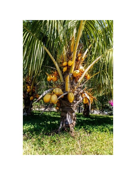 Cocotero Dorado (Cocos nucifera) 1 Palma en Venta - Comprar cocos Para sembrar en Mexico