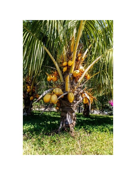 Golden Malayan Coconut Palm (Cocos nucifera) Live Palm - Rare arecaceae For sale here Golden Malayan Coconut Palm (Cocos nucifera) Live Palm - Rare arecaceae For sale here